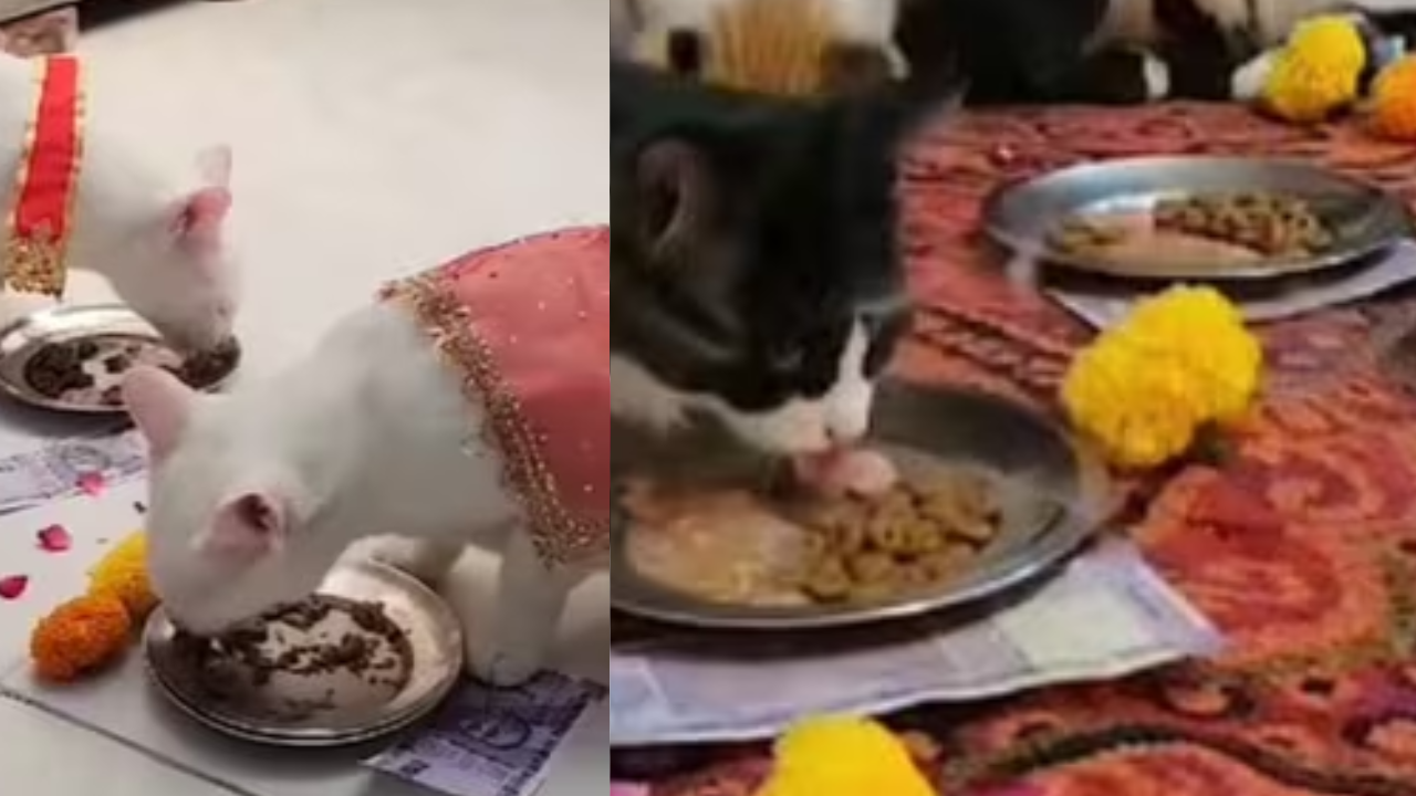 watch: unique kanjak puja with cats goes viral on social media