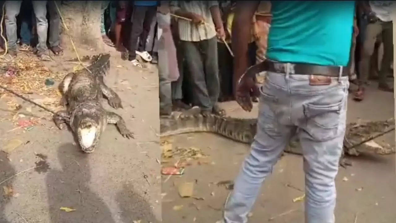 unusual neighbourhood guest: crocodile sparks curiosity in uttar pradesh society