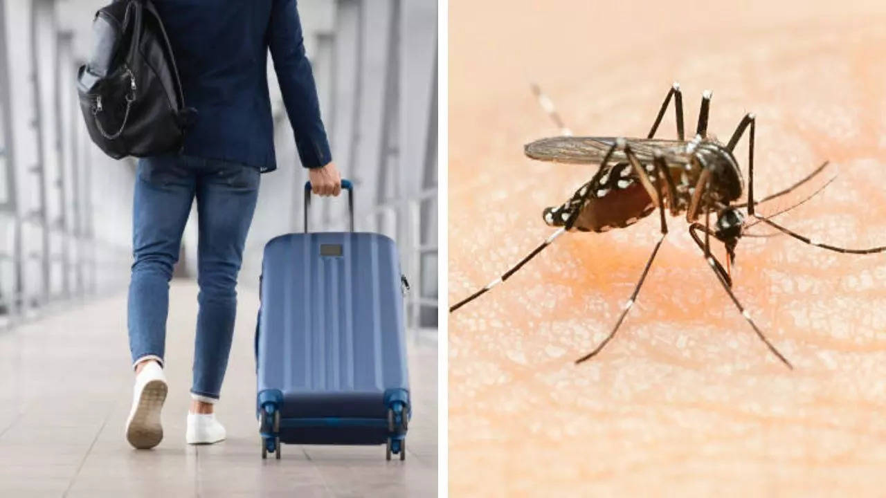 what is killer airport and luggage malaria spreading across europe? know all about this parasitic disease