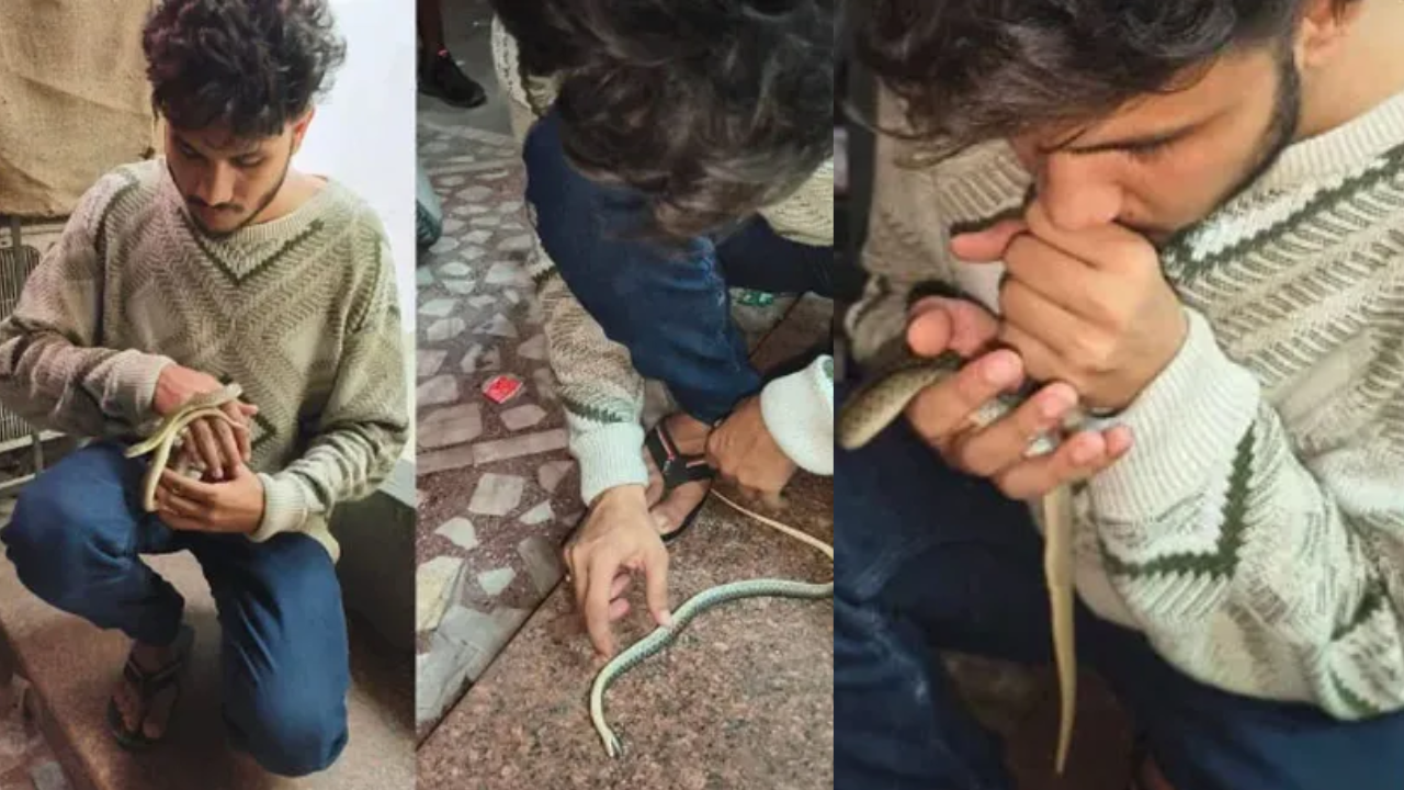 caught on camera: vadodara man saves snake using cpr