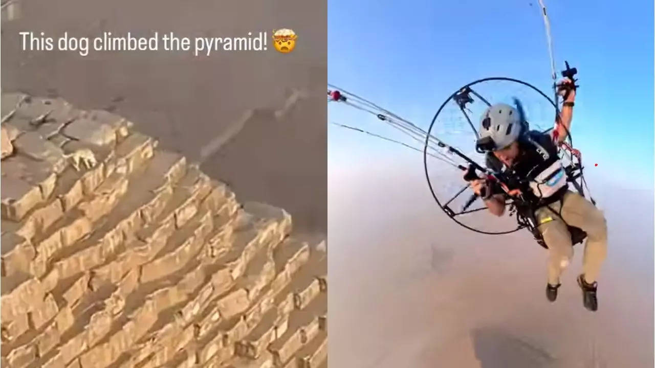 saw the viral video of the dog that climbed a pyramid in egypt? it actually stays there!