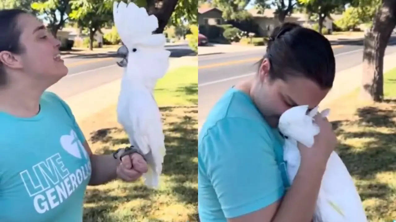 we challenge you not to cry watching this video of a stolen pet parrot reuniting with his mom