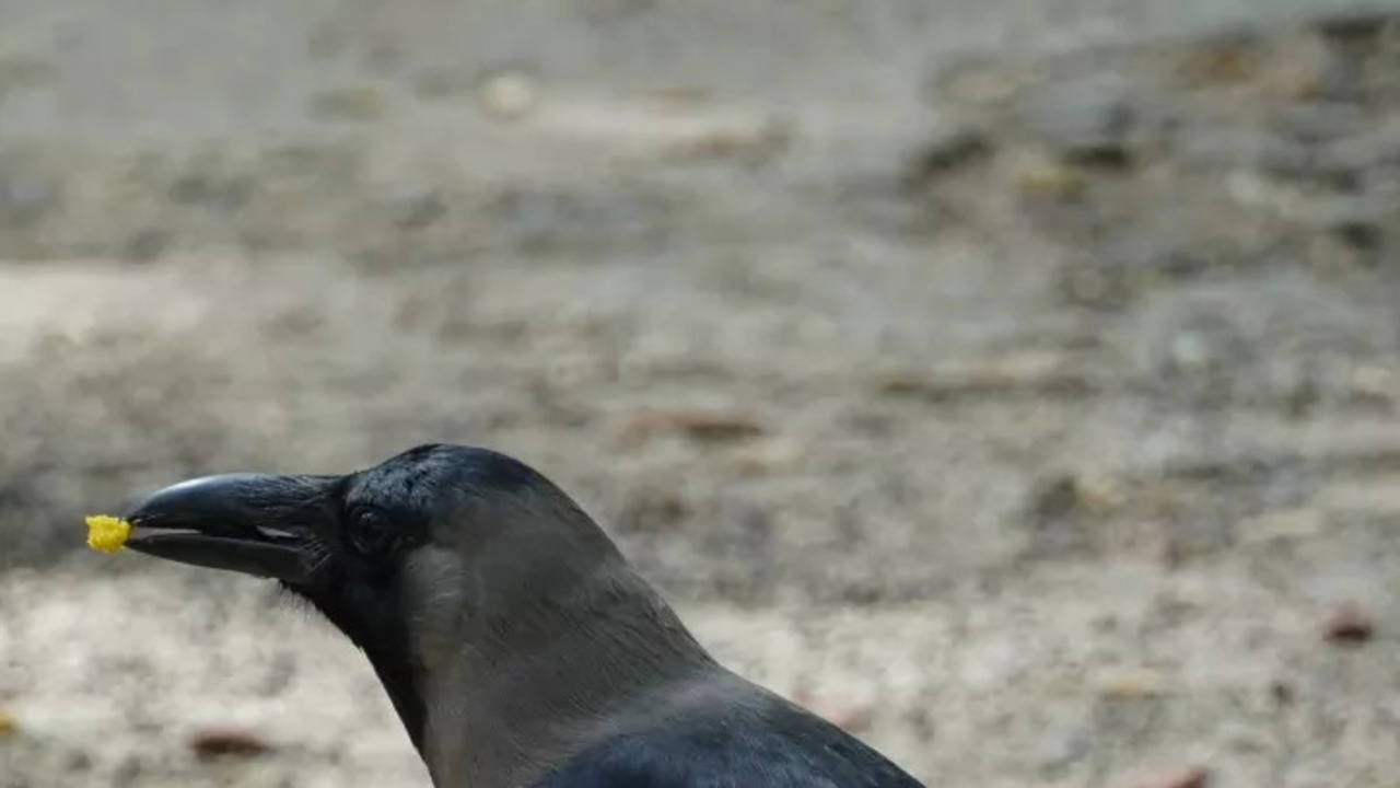 why kenya is killing a million indian crows