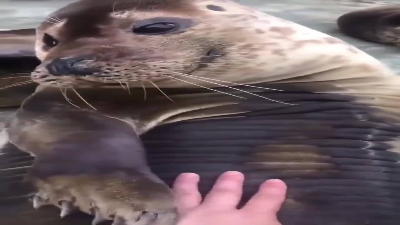 viral video: adorable seal pets back person petting it