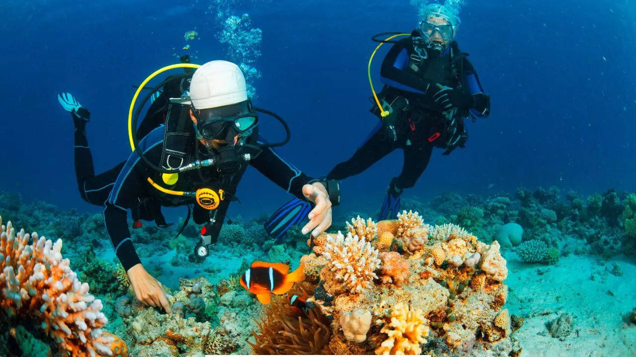 couple gets married underwater in the red sea to put the spotlight on saudi arabia’s marine life