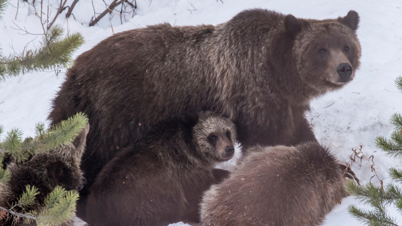 grizzly bear 399 of grand teton park has died, last videos with cubs surface