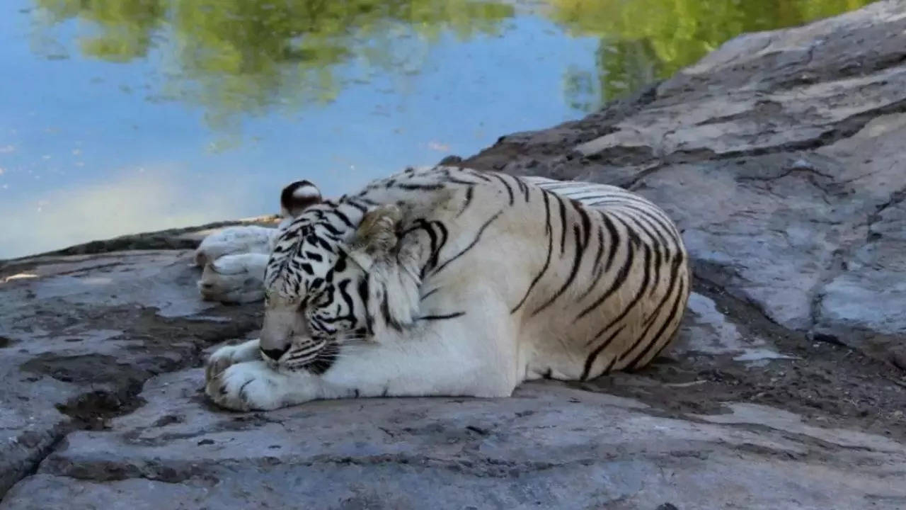 odisha's similipal tiger reserve closed again due to cyclone dana; know details here