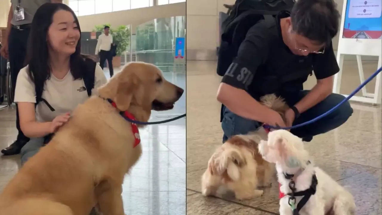 'pawfect' comfort: mumbai airport brings furry companions to calm flyers- video