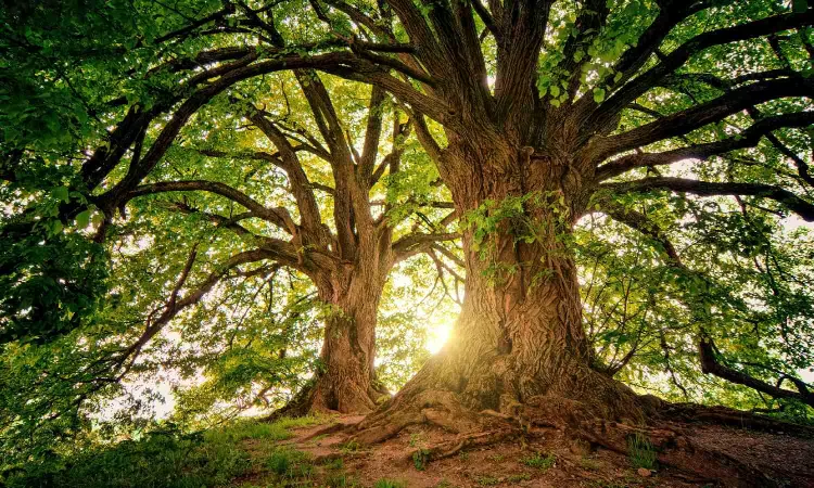 Known to help with last rites of unclaimed bodies, UP woman performs funeral of 200-year-old tree