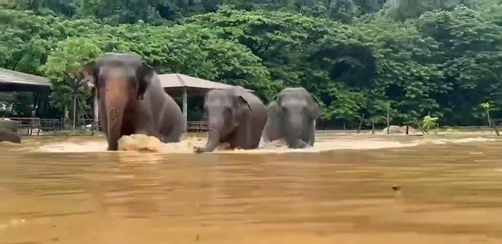 Elephants evacuated, animals stranded in floods in Thailand