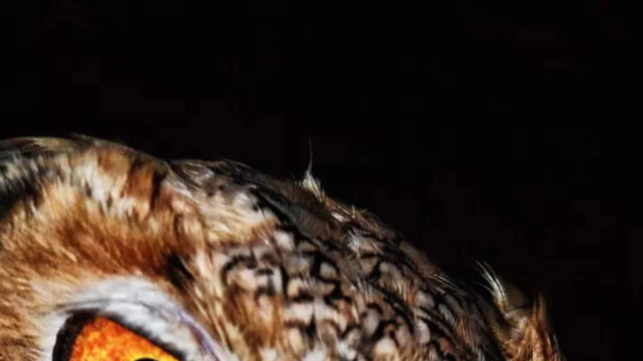 5 mind-blowing facts about owls you need to know