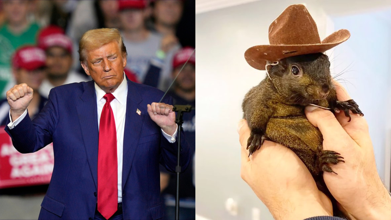 donald trump's fake comment on viral 'peanut the squirrel' surfaces, elon musk fumes