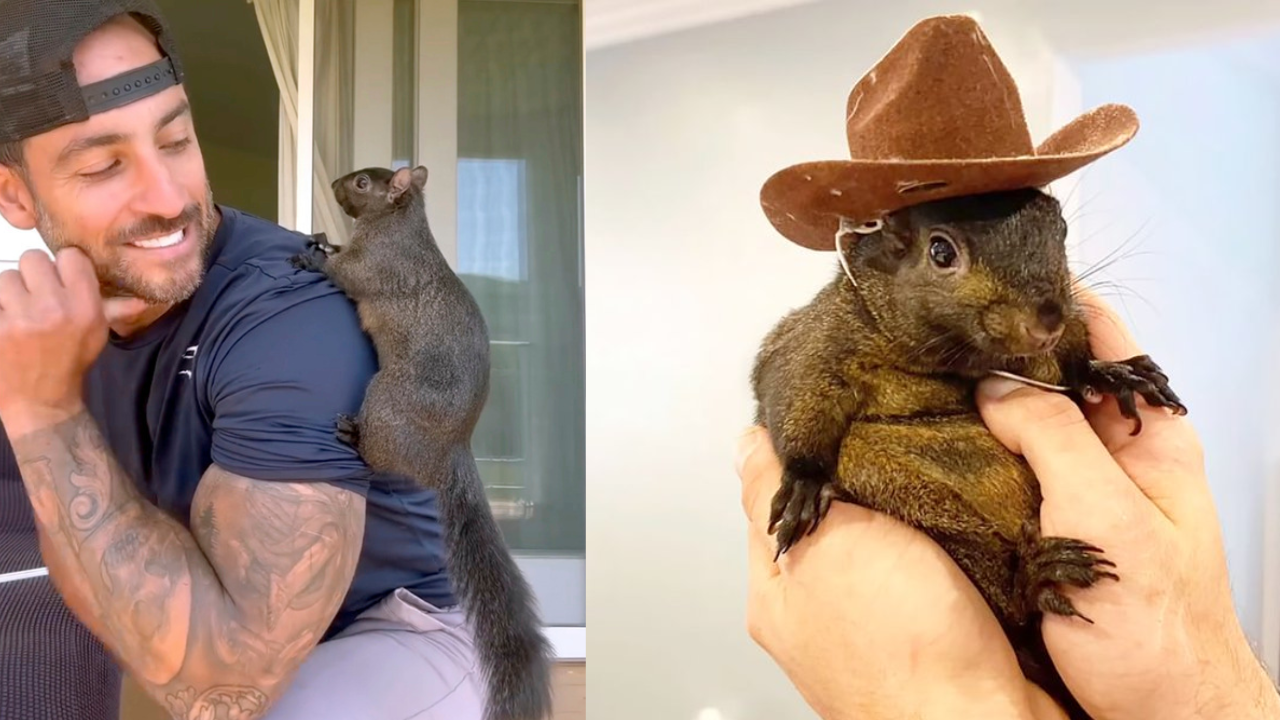 who are mark and daniela longo? owners of 'peanut the squirrel'