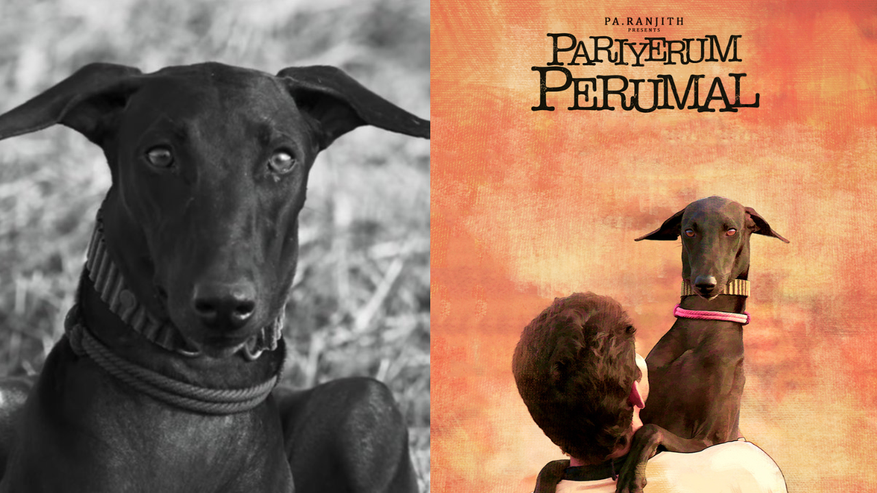 who was beloved karuppi, famous dog from movie pariyerum perumal; why her death has stirred hearts