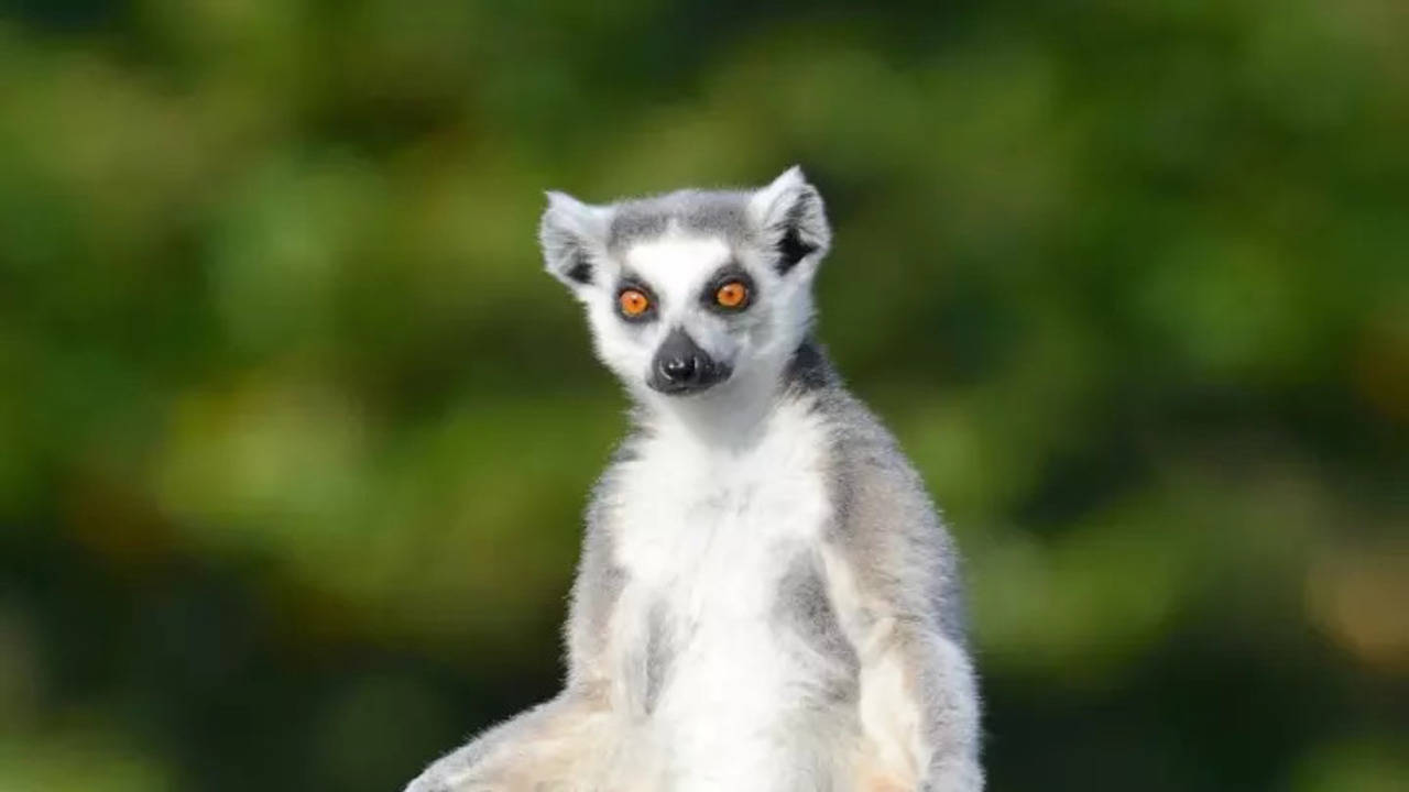 lemurs the most comical characters in the animal kingdom