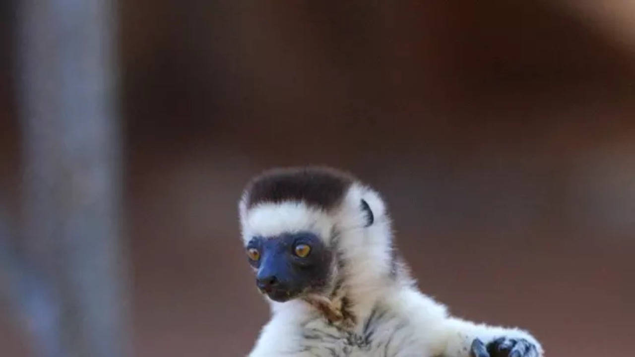 Dancing lemurs