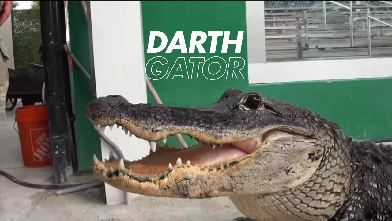 alligator named after darth vader responds only to star wars theme song