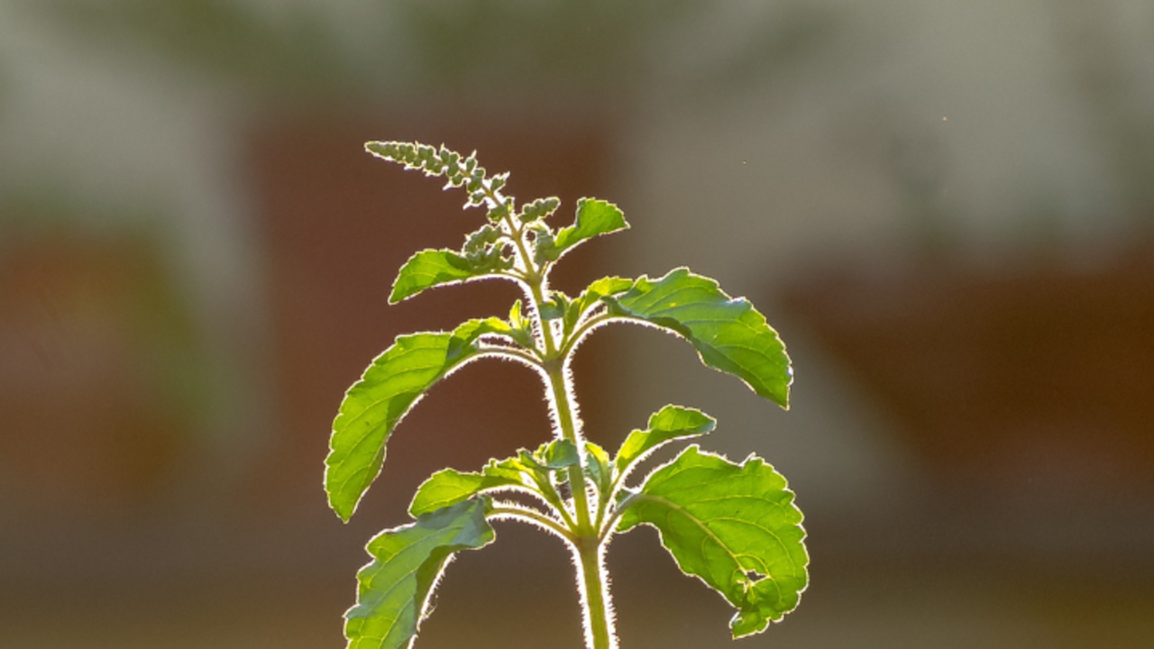 Tulsi Leaves