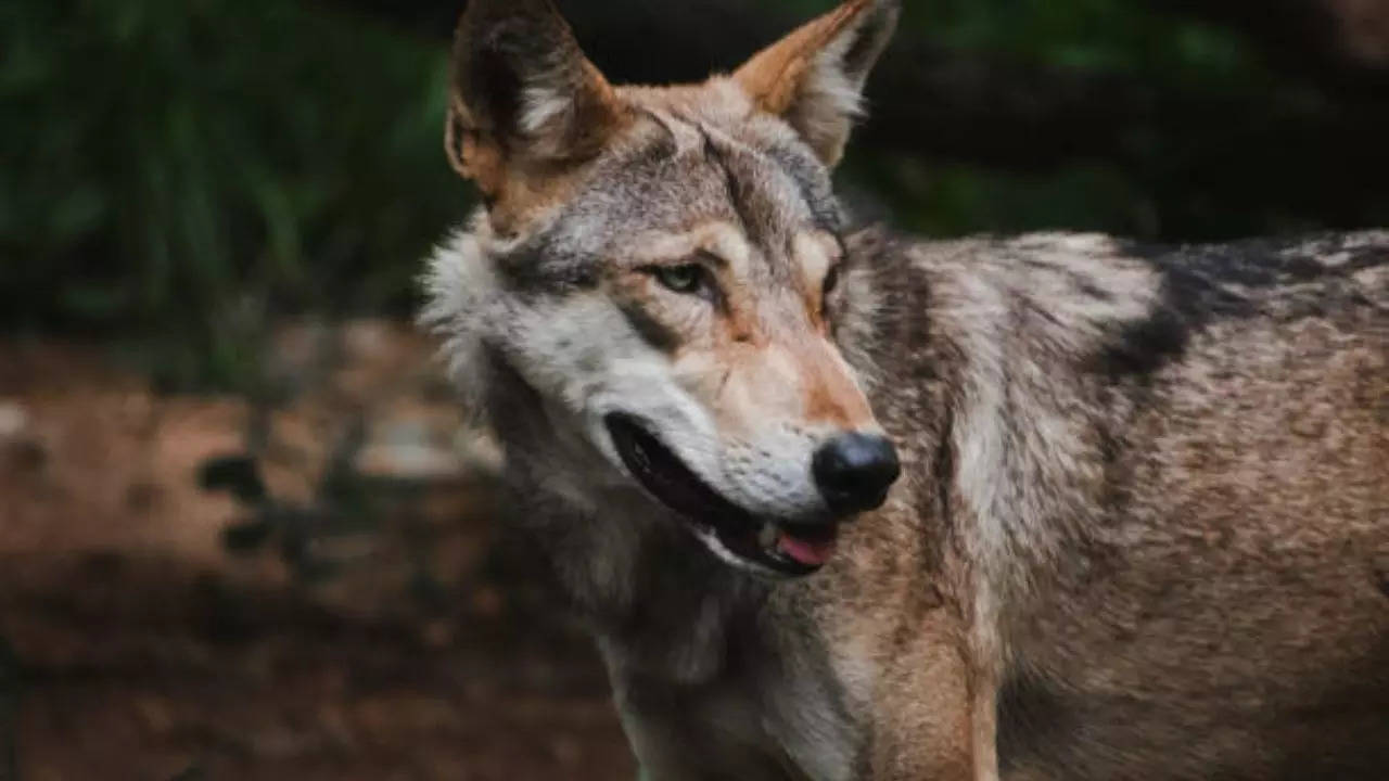 15-24 endangered wolves caught on camera near durgapur in bengal – here’s what experts found