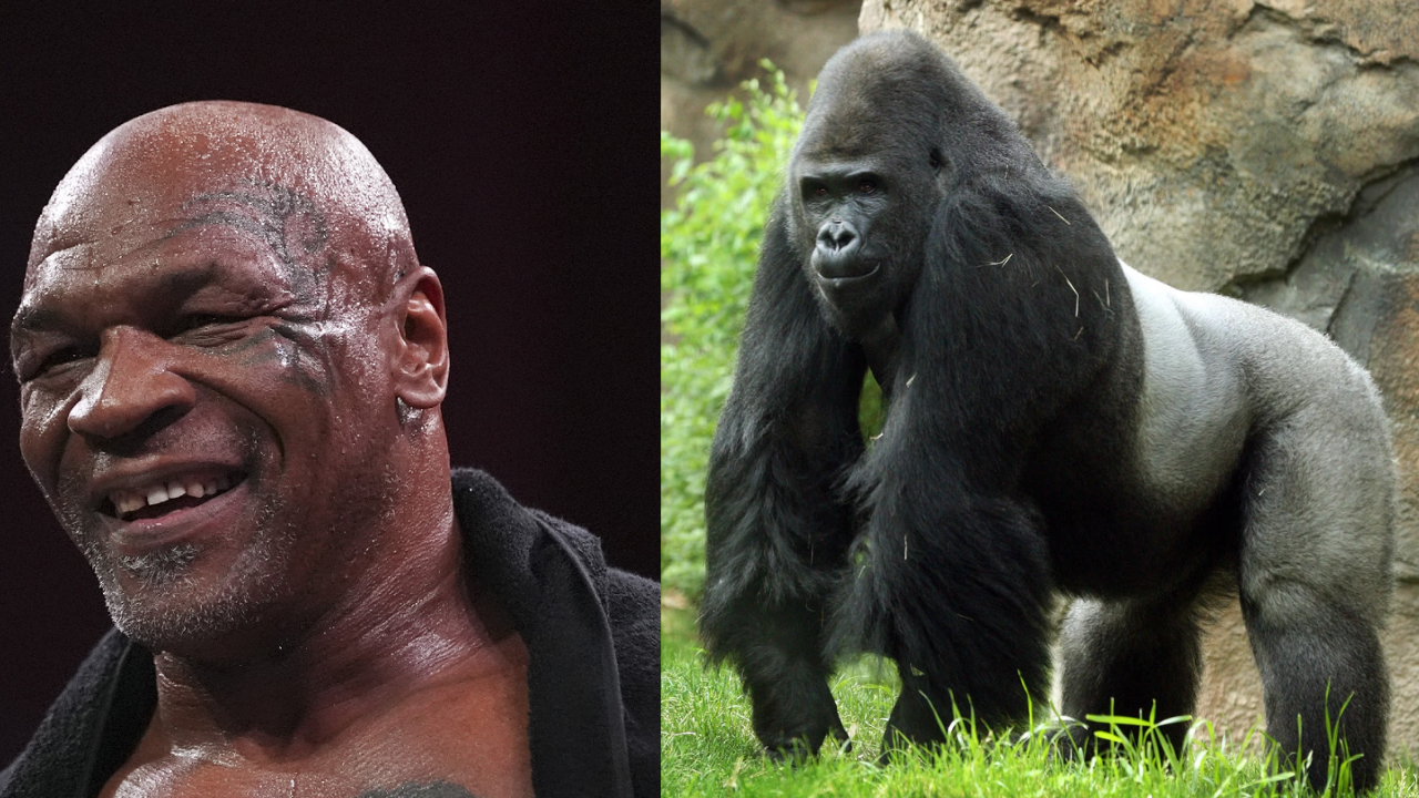 mike tyson once offered $10,000 to fight a gorilla at new york zoo, here's what happened next