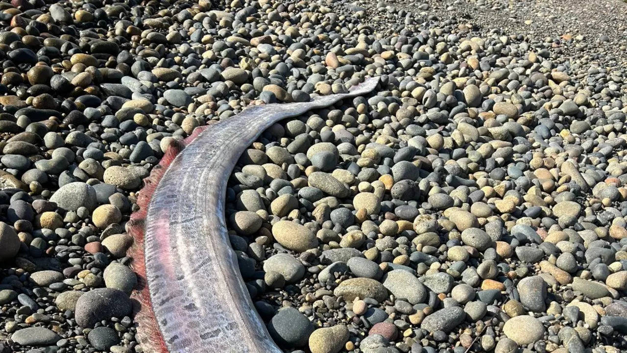 world war coming? another 'doomsday fish' spotted on southern california beach