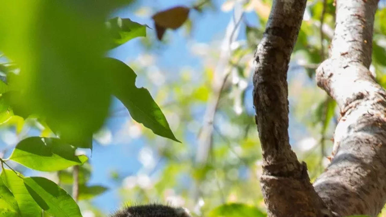 ​Lumholtz's tree-kangaroo