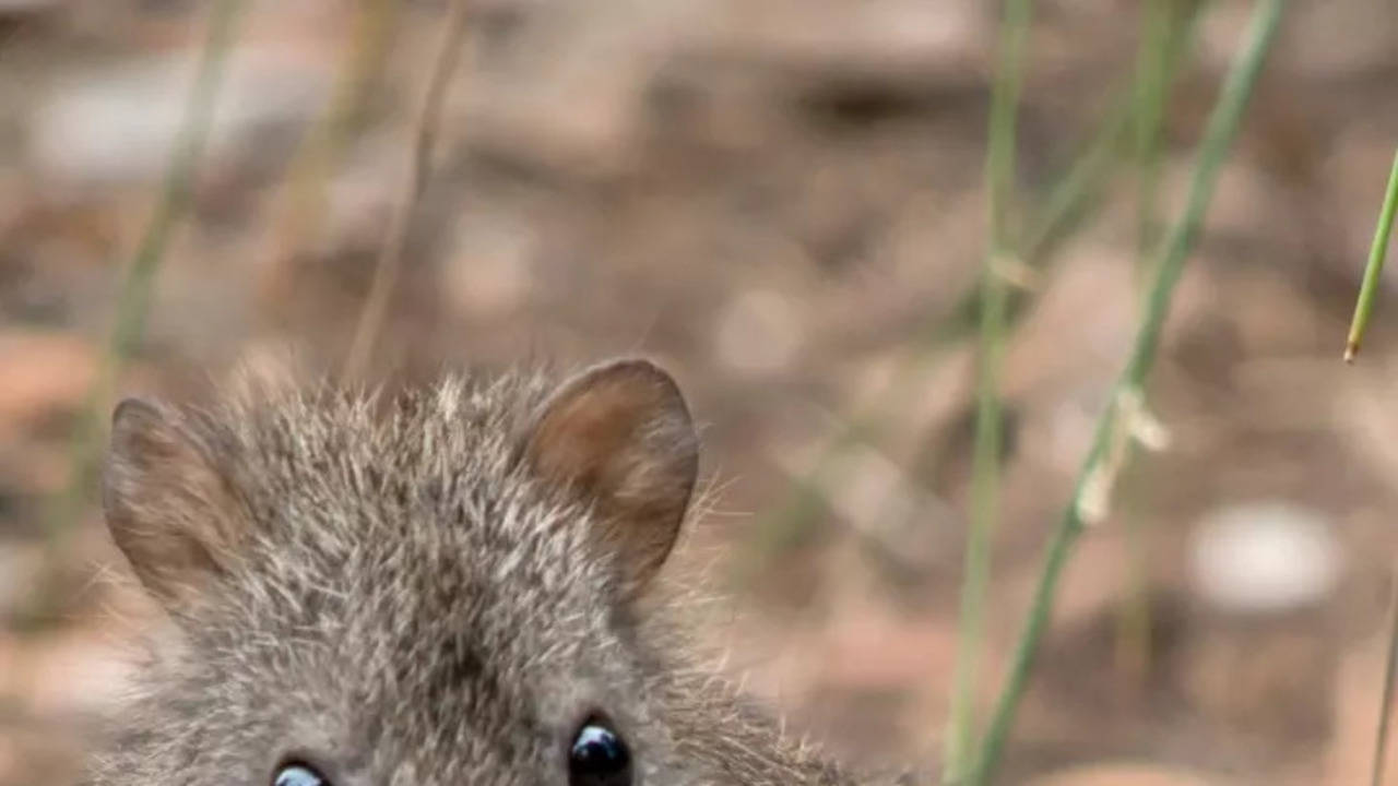 Potoroo