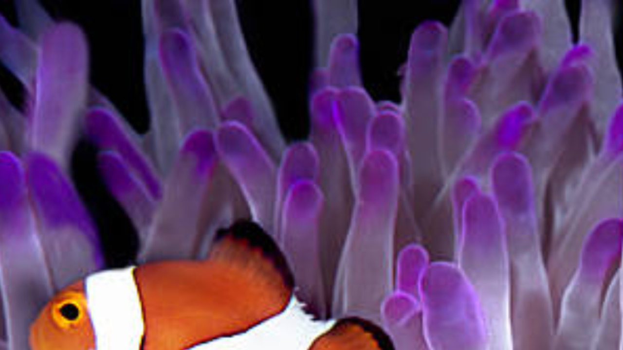 Clownfish