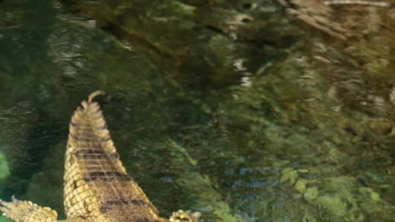 Gharial