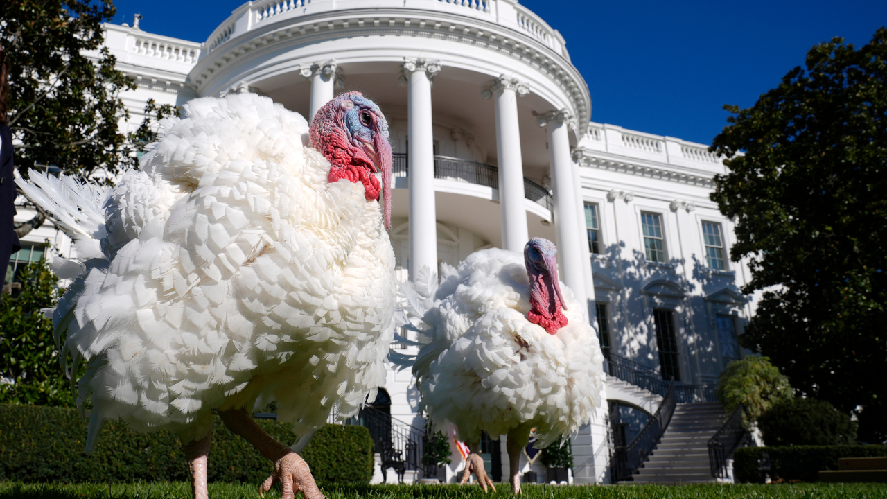 Meet Peach And Blossom, Turkeys Biden Pardoned On Thanksgiving This Year