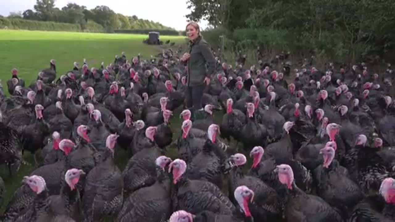 reporter discovers how turkeys laugh after being bitten on the backside