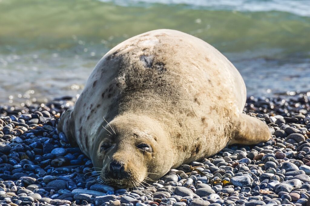 Mass death of rare seals reported in Caspian Sea