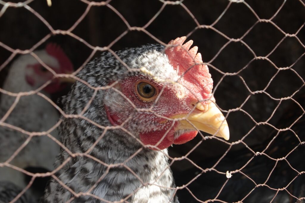 First human case of H5N2 bird flu died from multiple factors: WHO