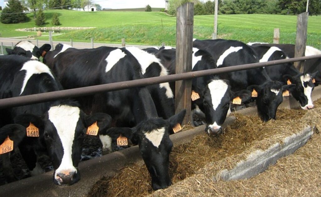 US says person infected with bird flu through cattle: statement